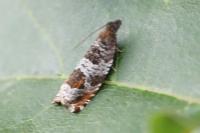 Ancylis achatana