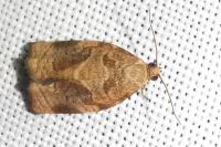 Archips rosana