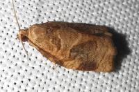 Archips rosana