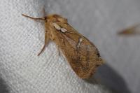 Korscheltellus lupulinus