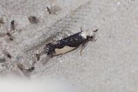 Monopis monachella
