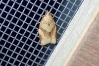 Clepsis consimilana