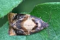 Ditula angustiorana