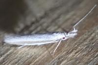 Pleurota ericella