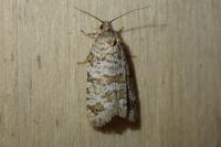 Isotrias stramentana