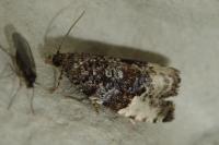 Hedya pruniana