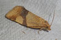 Zelotherses ferugana