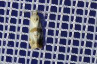 Phalonidia contractana