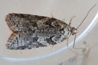 Cnephasia