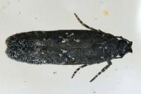 Carpatolechia decorella