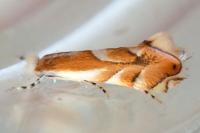 Phyllonorycter