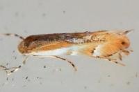Phyllonorycter