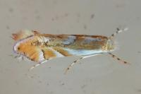 Phyllonorycter