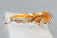 Phyllonorycter