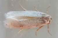 Pseudopostega