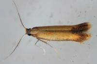 Coptotriche marginea