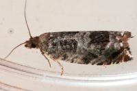 Ancylis achatana