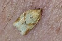 Clepsis consimilana