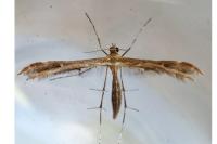 Oxyptilus