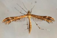 Oxyptilus