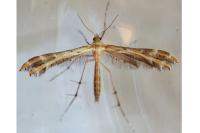 Oxyptilus