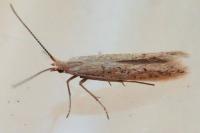 Coleophora
