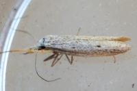 Pleurota gallicella