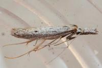 Pleurota gallicella
