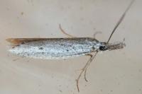 Pleurota gallicella