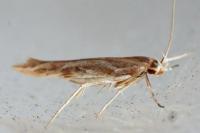 Pyroderces argyrogrammos