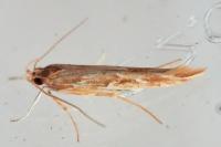 Pyroderces argyrogrammos