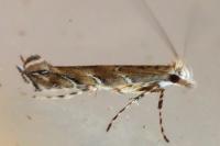 Acrocercops brongniardella