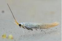 Coleophora