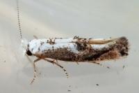 Bucculatrix alaternella
