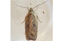 Agonopterix