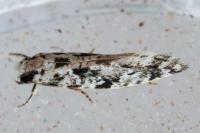 Nemapogon