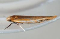 Zelleria hepariella