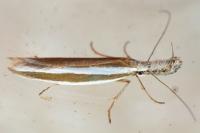 Pleurota aristella