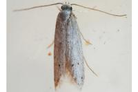 Symmocoides oxybiella