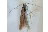 Symmocoides oxybiella