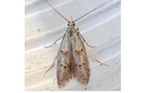 Symmocoides oxybiella