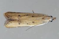 Mesophleps corsicella