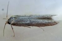 Blastobasis