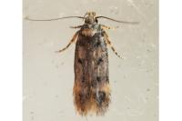 Bryotropha
