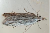 Anarsia