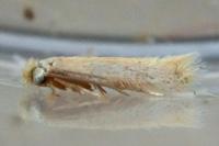 Stigmella