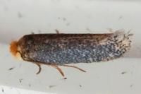 Stigmella