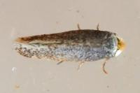 Stigmella