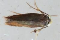 Stigmella