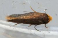 Stigmella